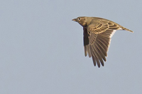 Melanocorypha calandra